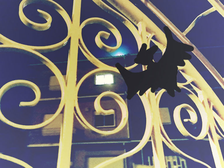 Good Names for Pet Bats, Baby Bats & Other WellLoved WingedOnes Cute to Funny